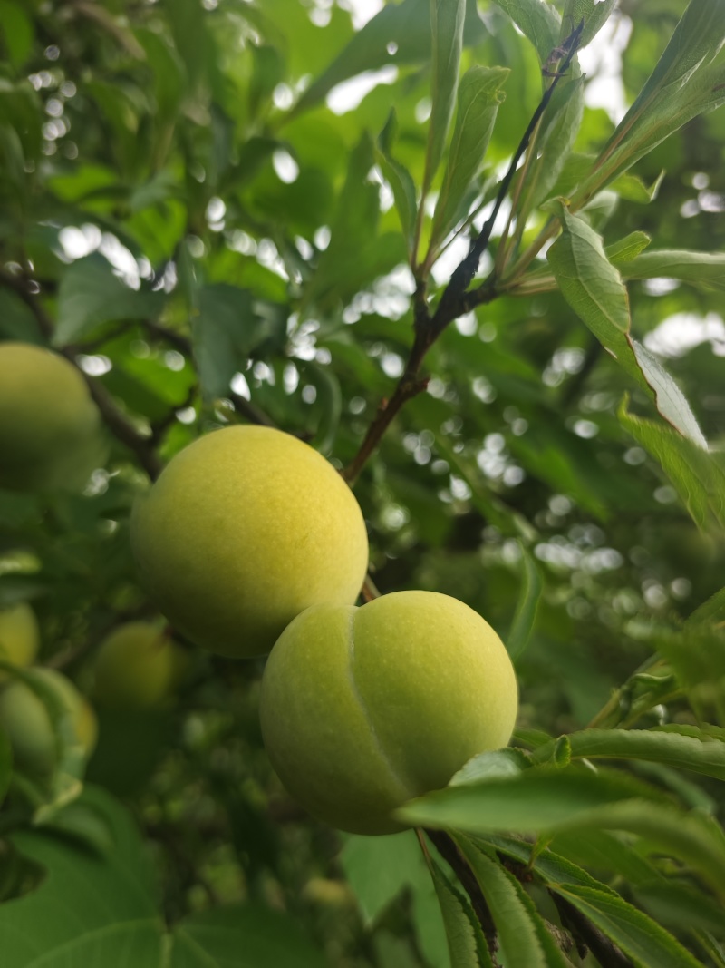 重庆蜂糖李6月30开园，糖度高，纯甜，一手货源，个大
