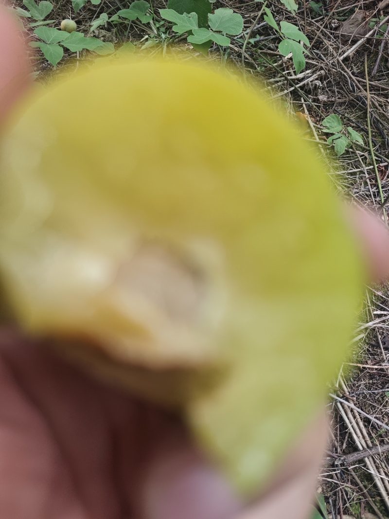 重庆蜂糖李6月30开园，糖度高，纯甜，一手货源，个大