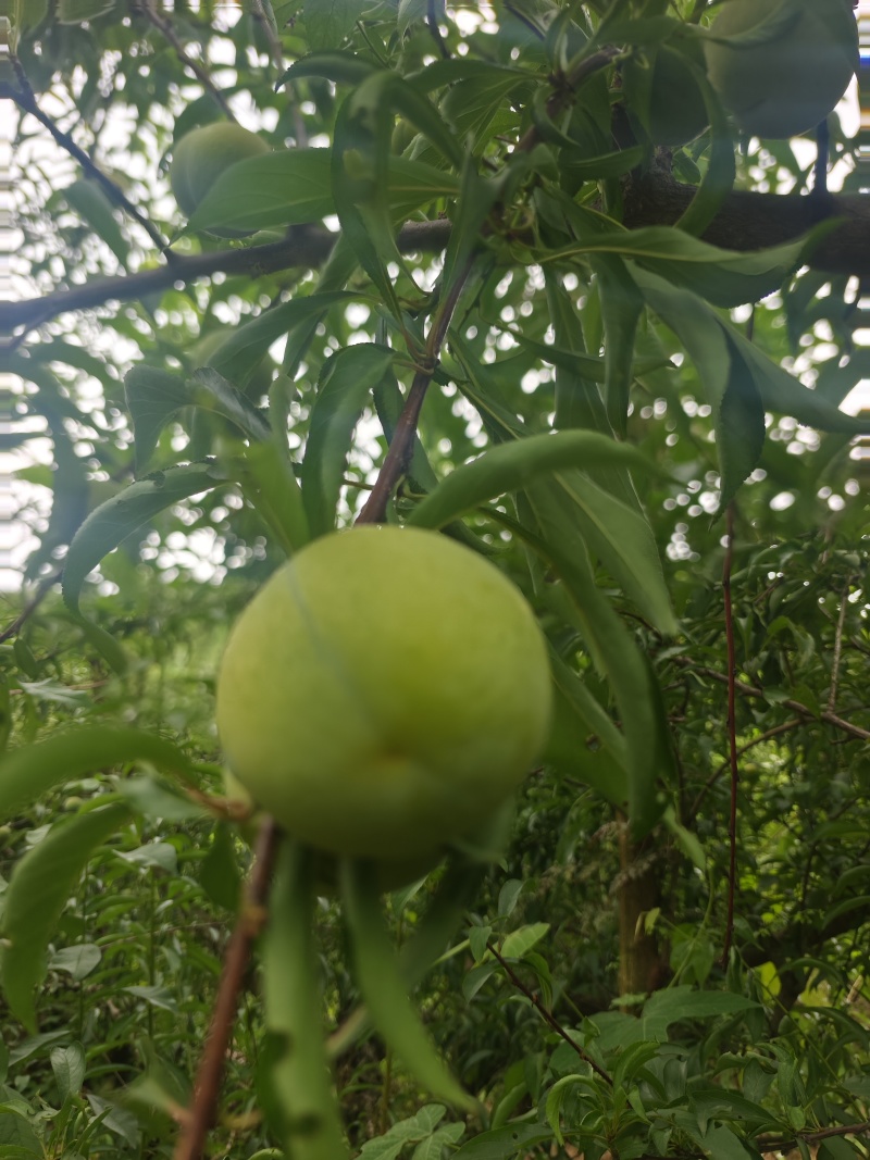 重庆蜂糖李6月30开园，糖度高，纯甜，一手货源，个大