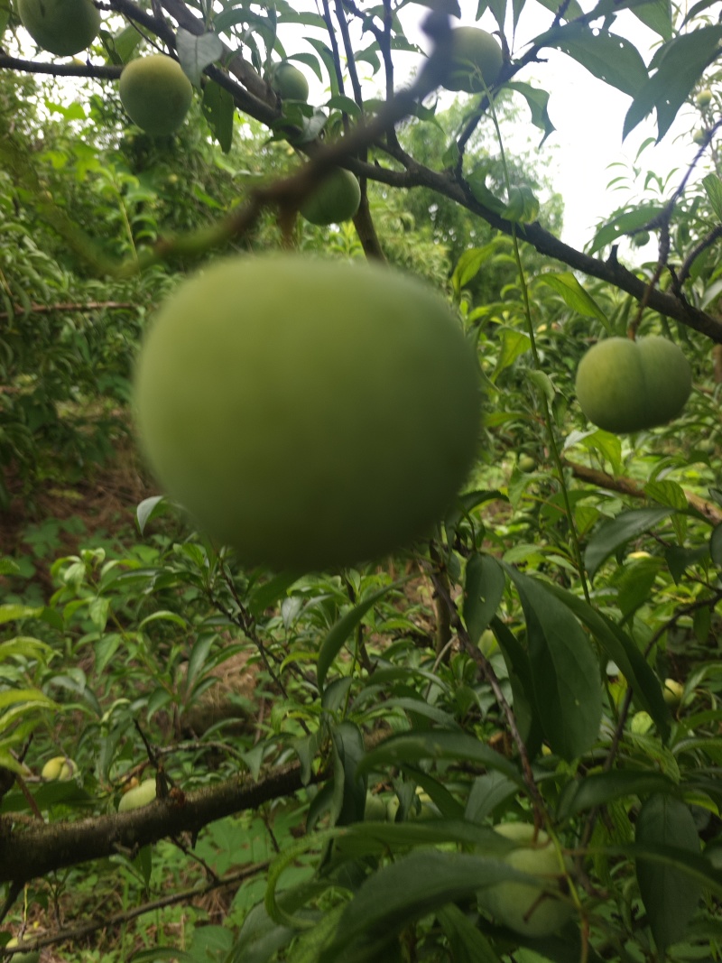 重庆蜂糖李6月30开园，糖度高，纯甜，一手货源，个大