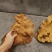 4000米高原野生桑黄