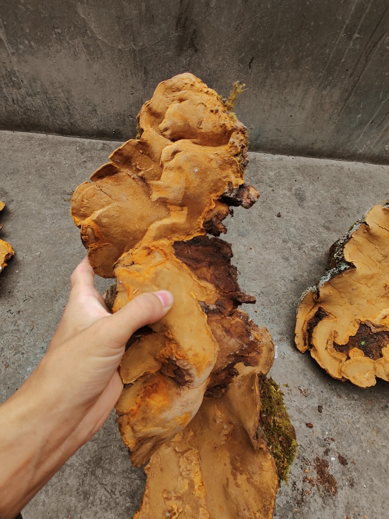 4000米高原野生桑黄