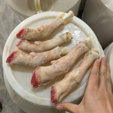 厂家直销羊蹄鲜羊蹄山羊蹄冷冻羊蹄单斤4-5个