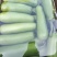 户子瓜