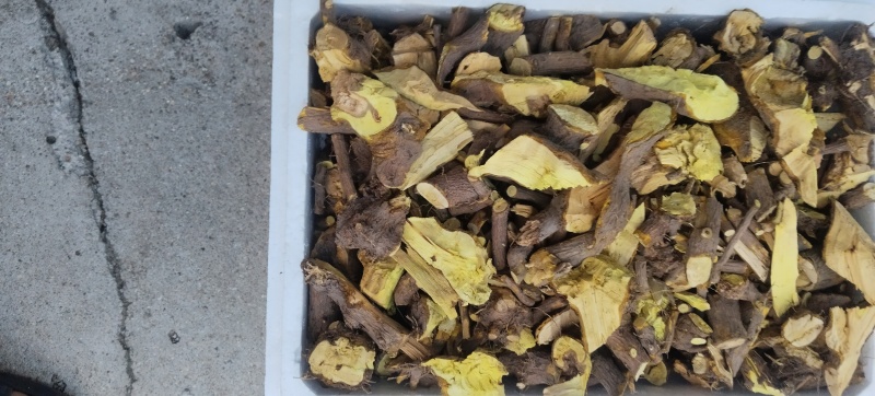 东北野生三棵针（狗奶根）（包邮）