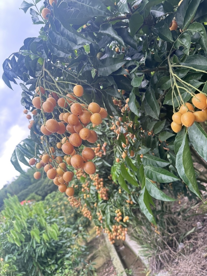 郁南无核黄皮