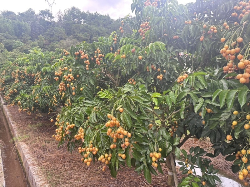郁南无核黄皮