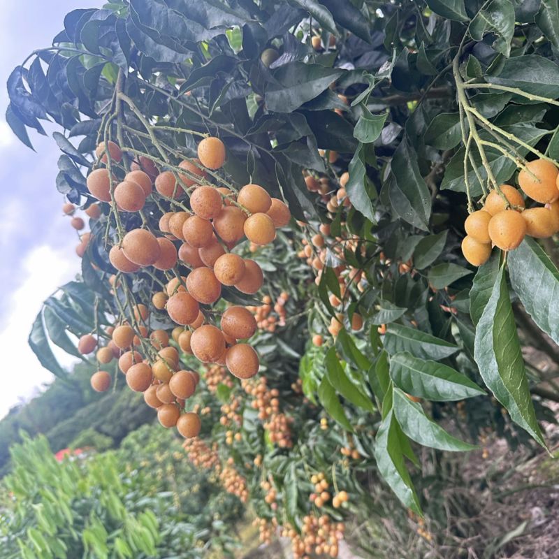 郁南无核黄皮