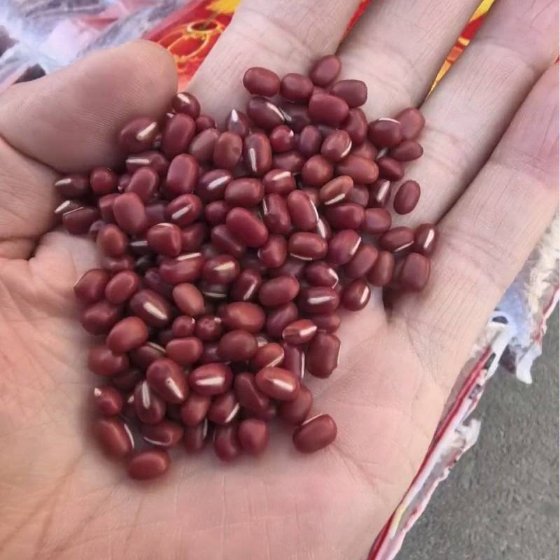 红小豆有货