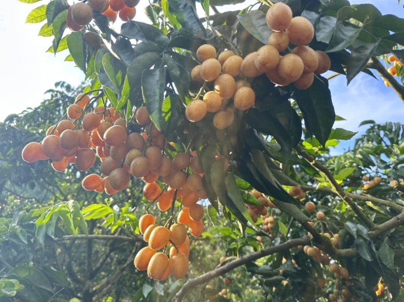 郁南无核黄皮