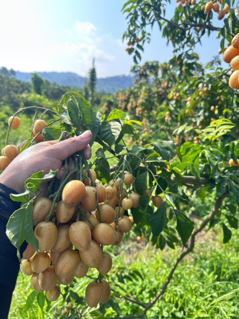 郁南无核黄皮