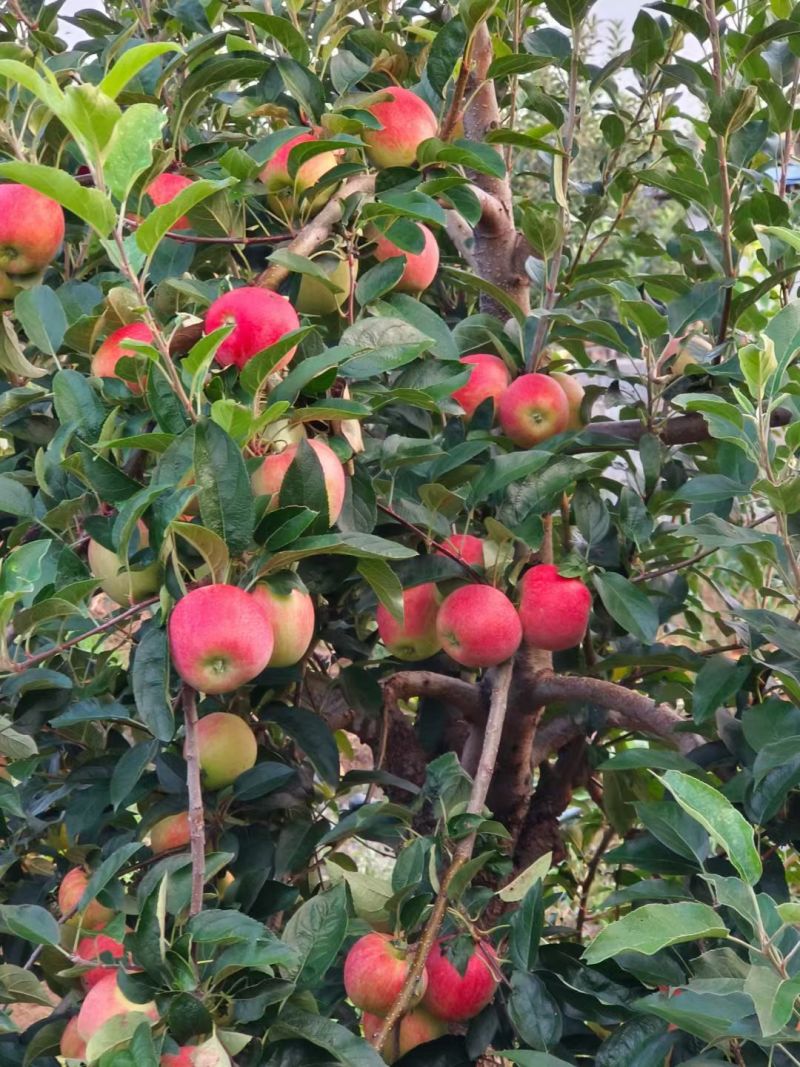 鲁丽苹果，口感脆甜可口65以上颜色半红