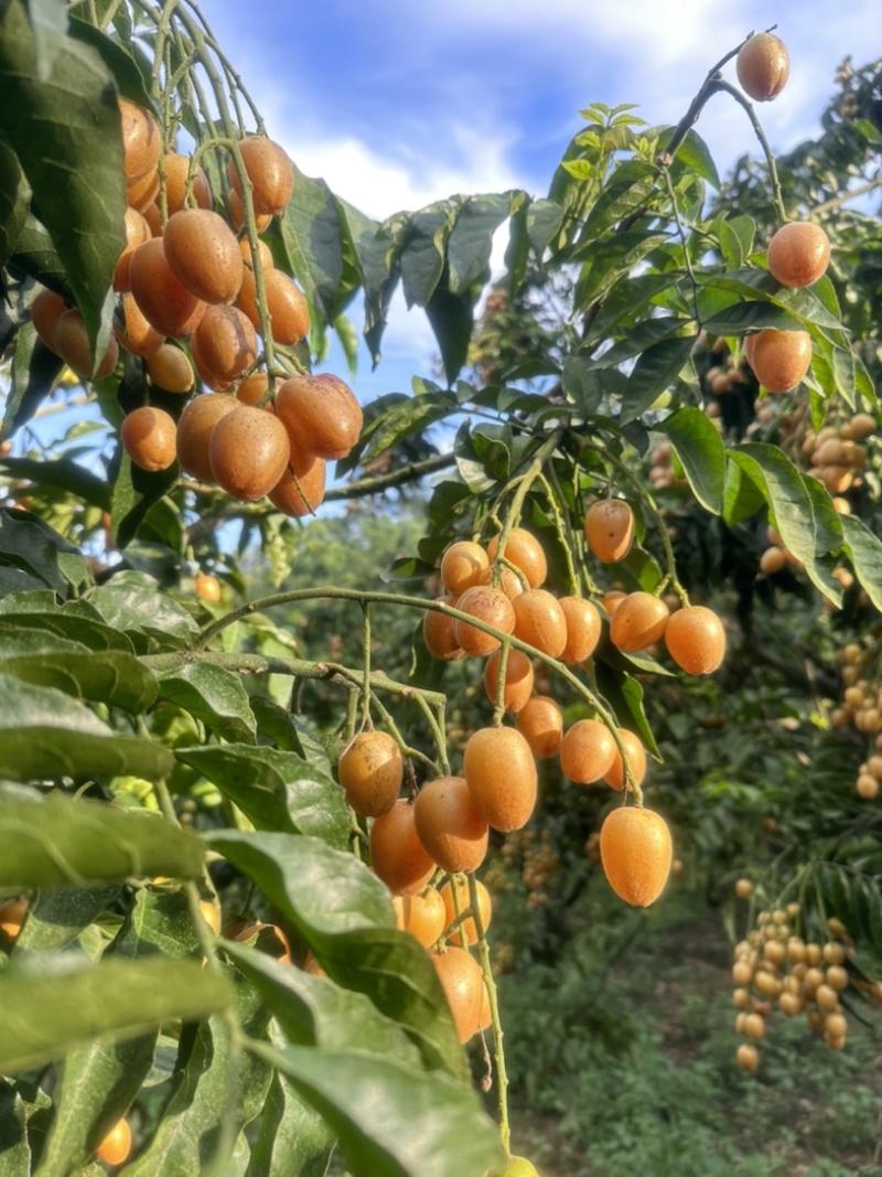 郁南无核黄皮