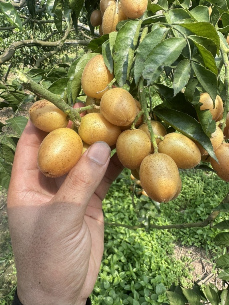 郁南无核黄皮
