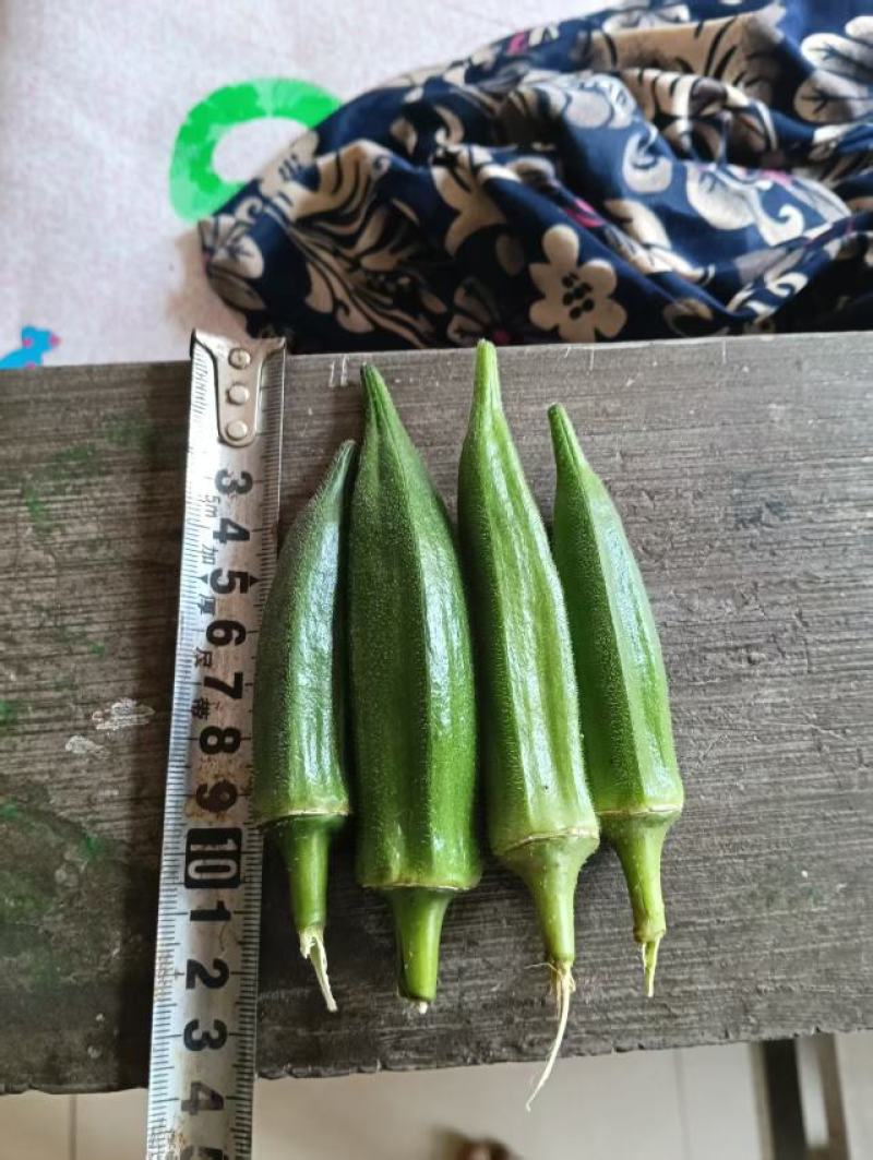 黄秋葵