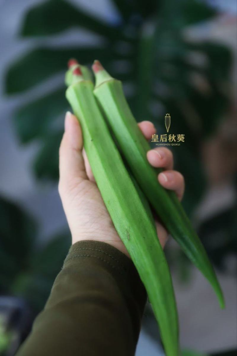 奶油皇后秋葵）清甜脆嫩，无刺无渣，**种植