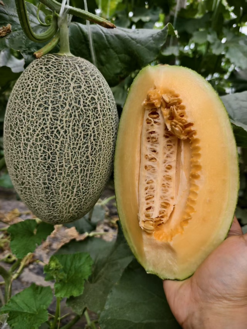 河南内黄精品头茬小蜜25