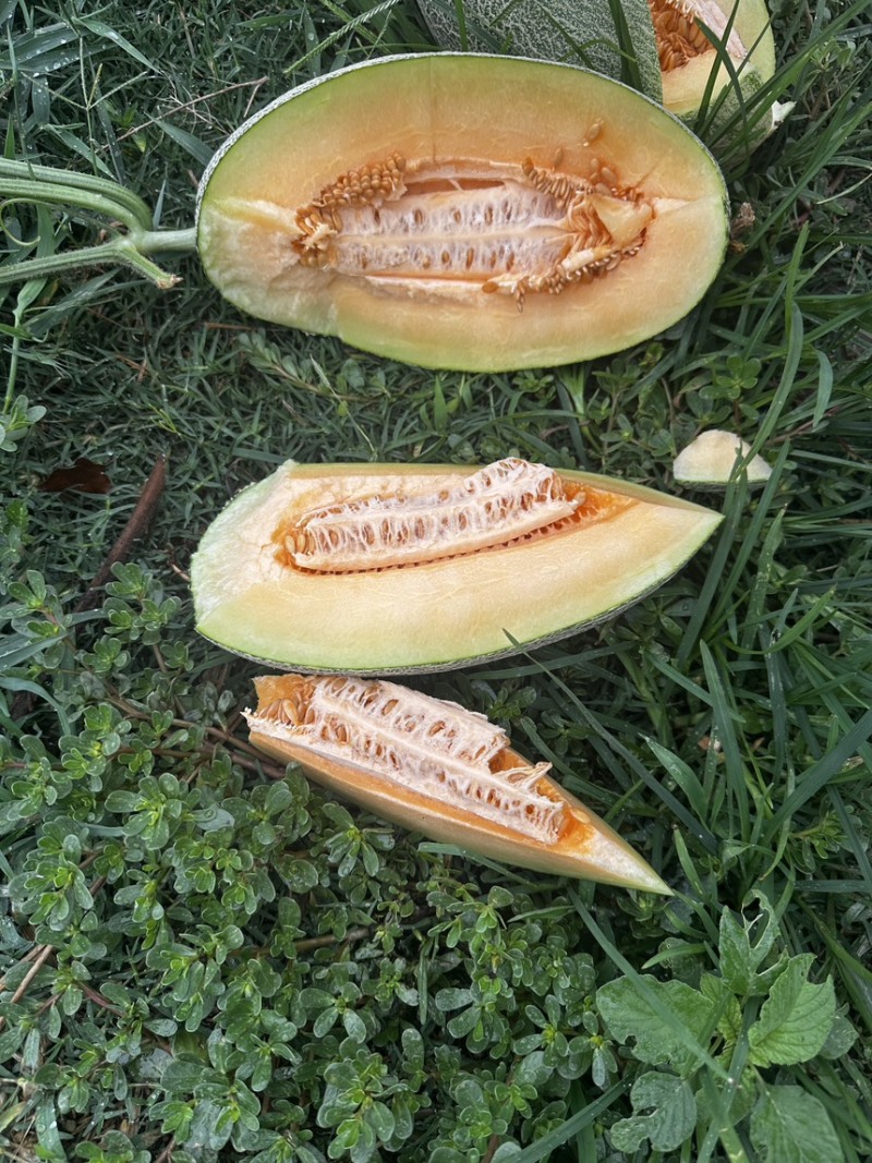 河南内黄精品头茬小蜜25