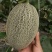 河南内黄精品头茬小蜜25