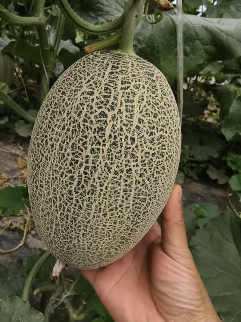 河南内黄精品头茬小蜜25