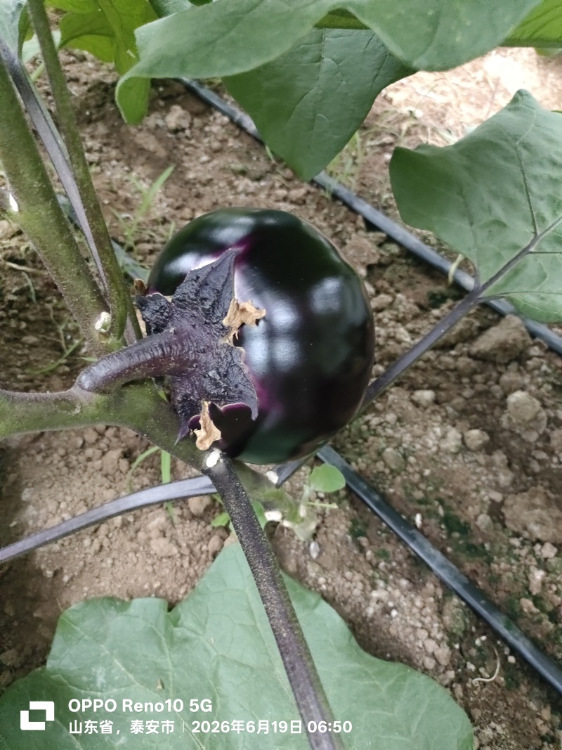 紫光圆茄大量上市