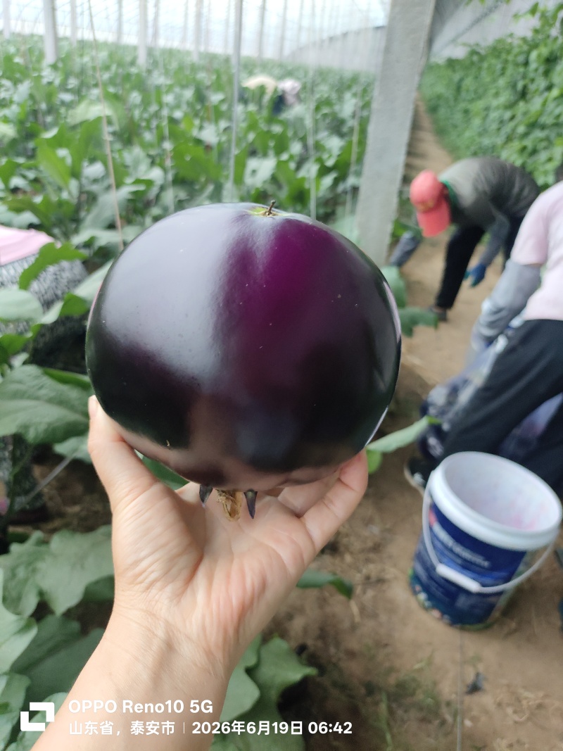 紫光圆茄大量上市