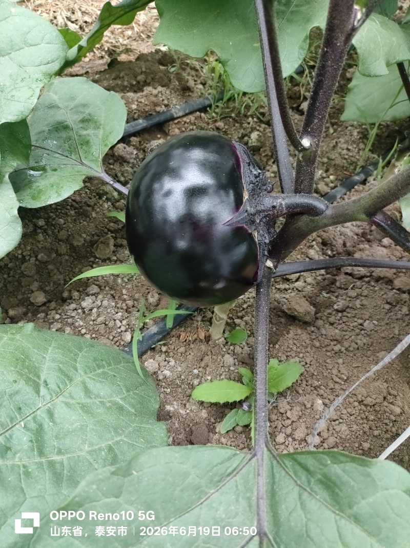 紫光圆茄大量上市