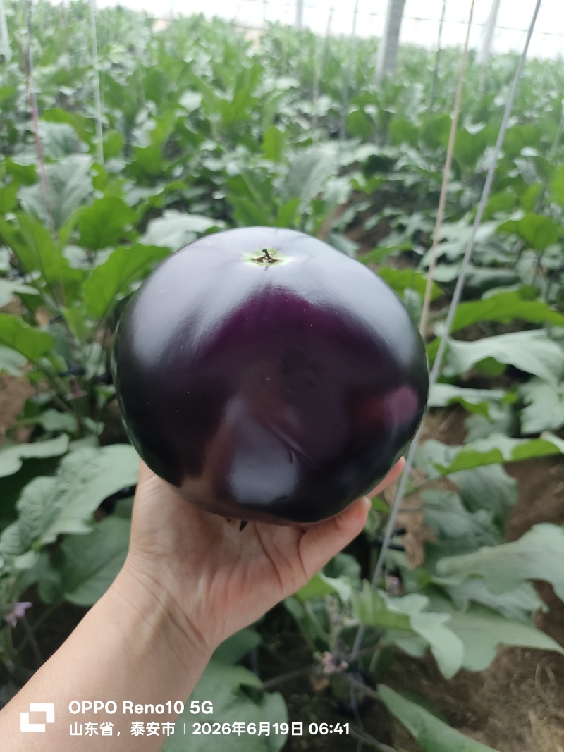 紫光圆茄大量上市