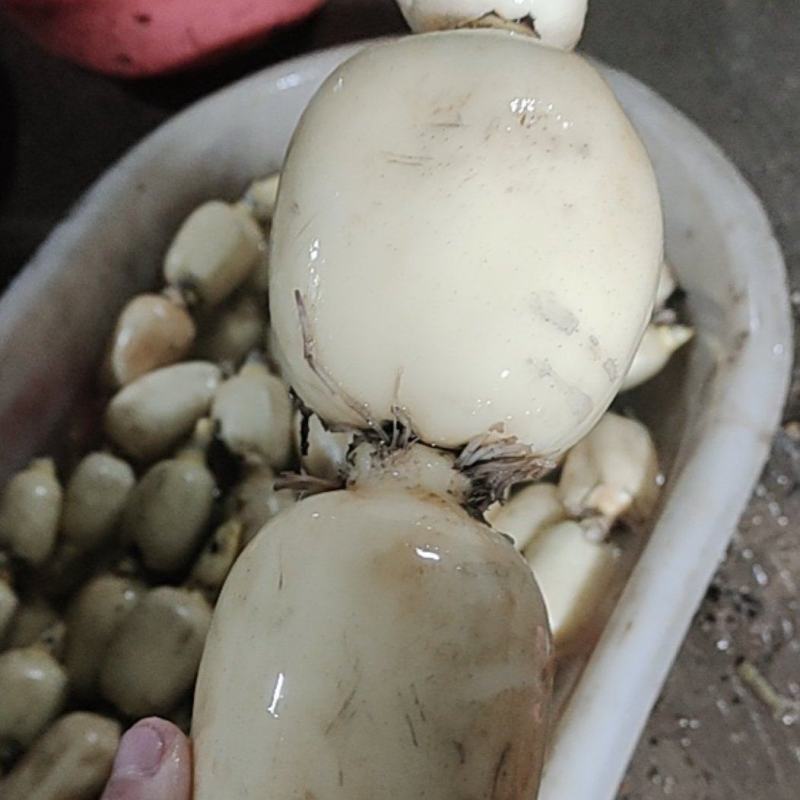 精品新藕