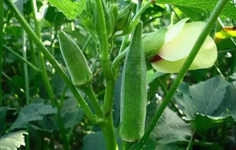 新鲜秋葵