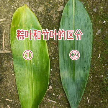 粽子叶