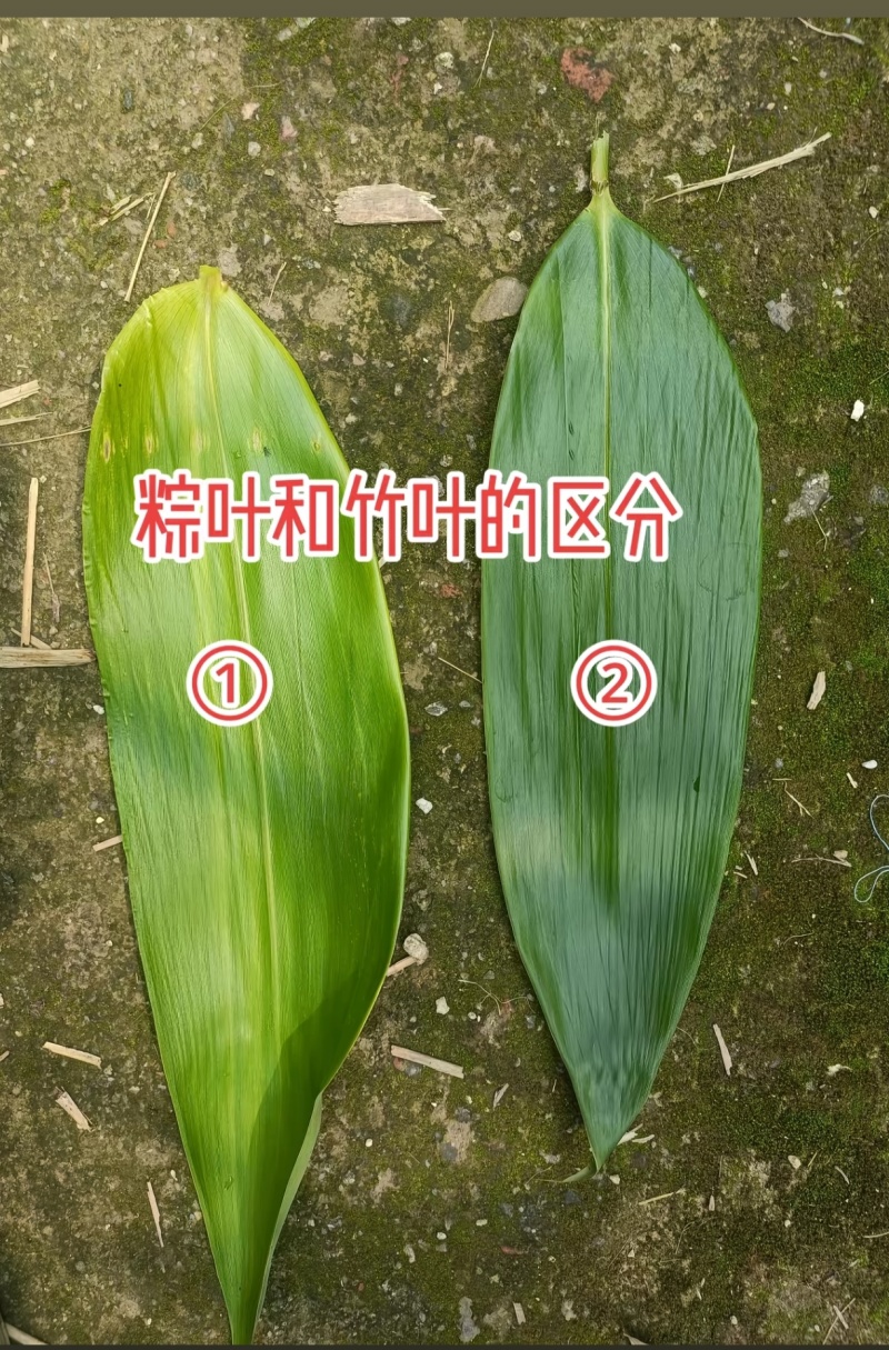 粽子叶