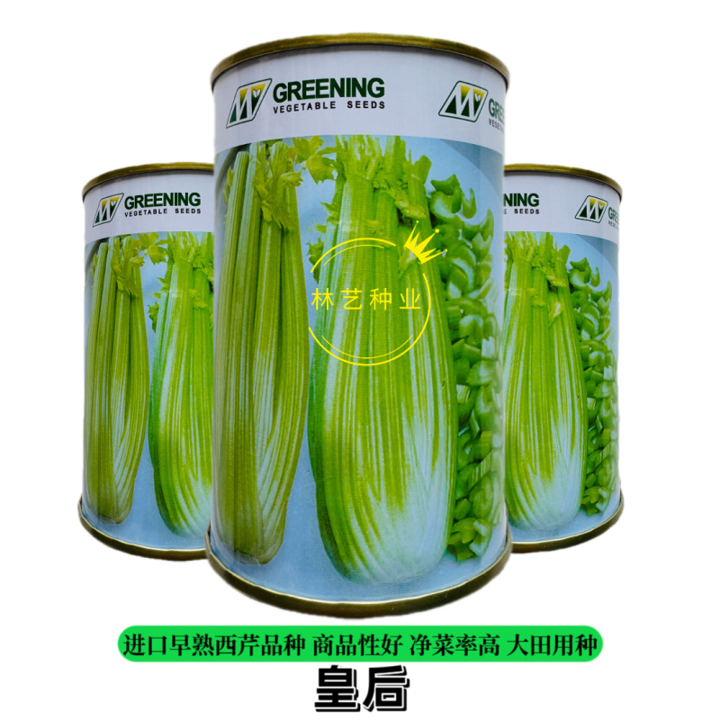 皇后西芹种子早熟产量高生长快抗病抗低温不抽薹适广性强香芹