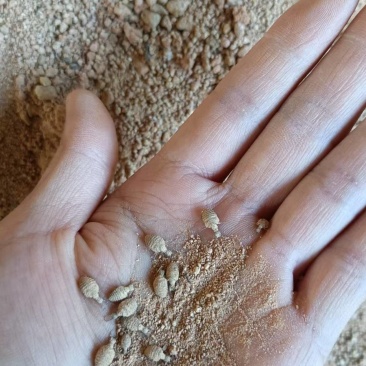 金沙牛，地牯牛，种苗，包活