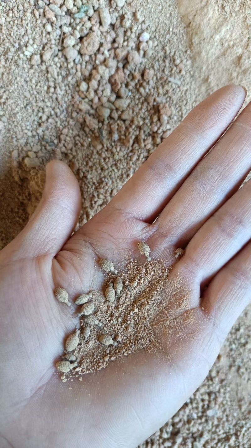 金沙牛，地牯牛，种苗，包活