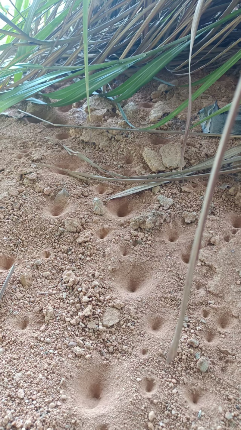 金沙牛，地牯牛，种苗，包活
