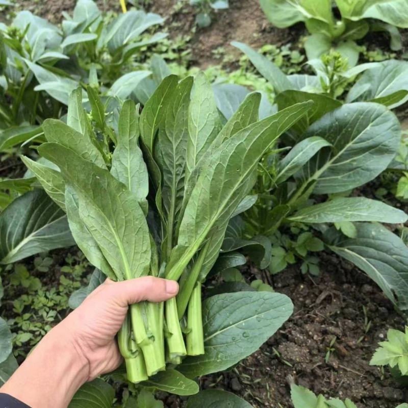 玉农油靓甜油青迟花甜菜心种子籽翠绿油青质脆甜嫩抗热耐湿