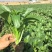 玉农油靓甜油青迟花甜菜心种子籽翠绿油青质脆甜嫩抗热耐湿