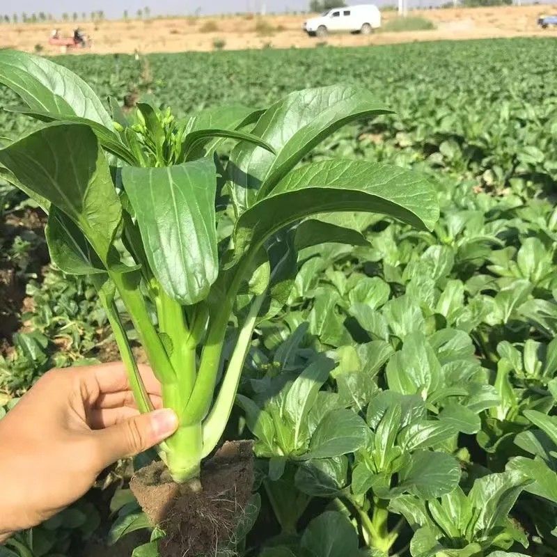 玉农油靓甜油青迟花甜菜心种子籽翠绿油青质脆甜嫩抗热耐湿