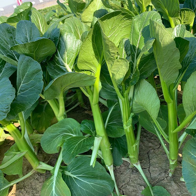 玉农油靓甜油青迟花甜菜心种子籽翠绿油青质脆甜嫩抗热耐湿