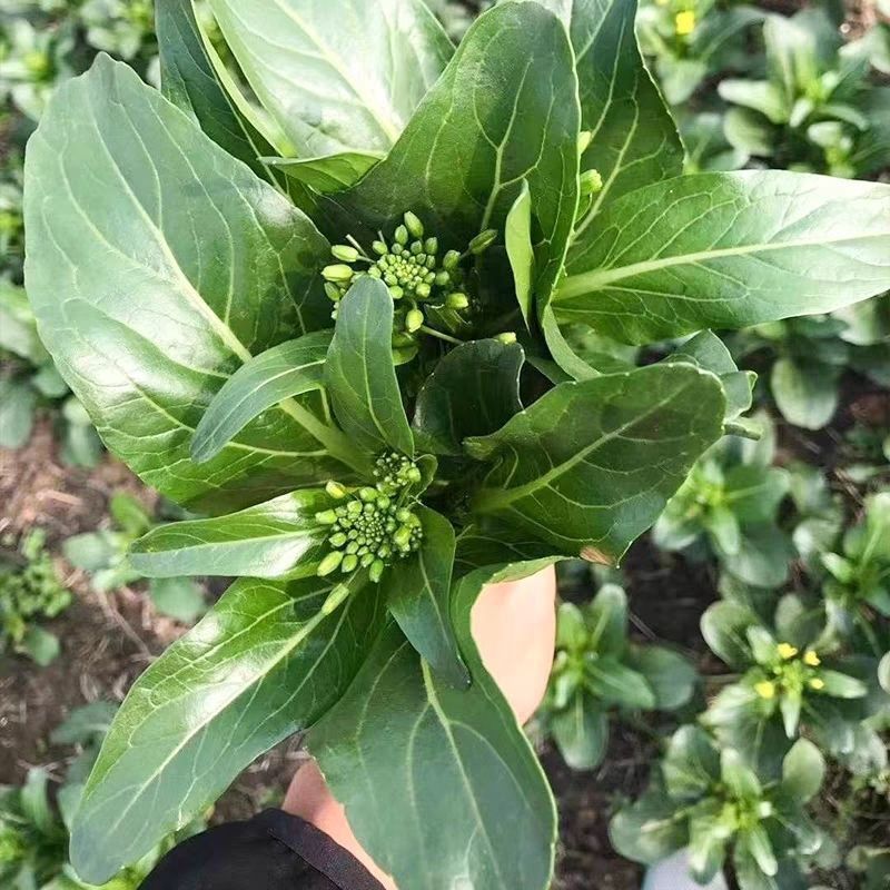 玉农油靓甜油青迟花甜菜心种子籽翠绿油青质脆甜嫩抗热耐湿