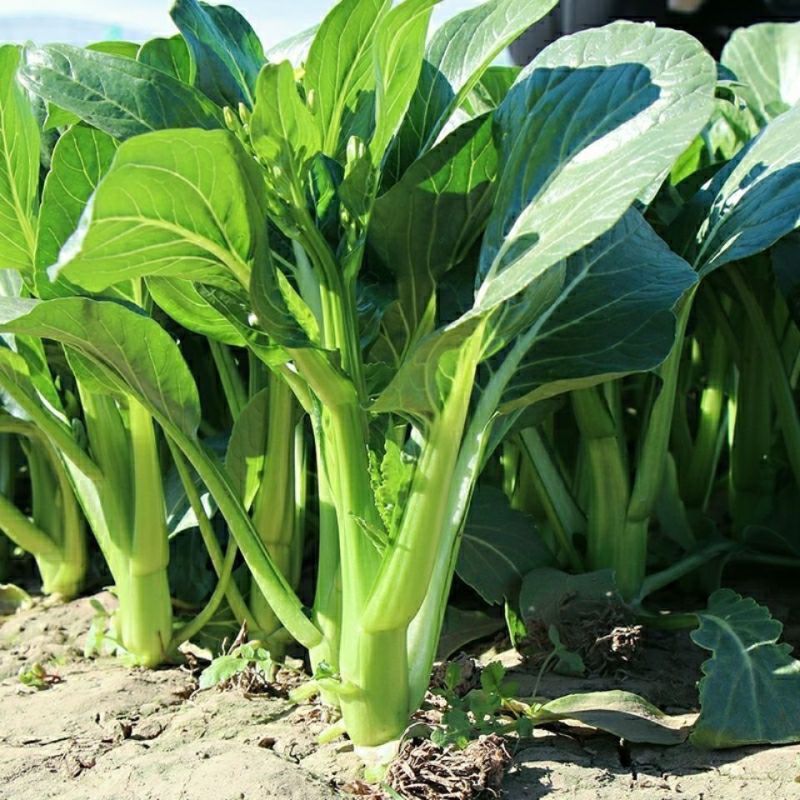 玉农油靓甜油青迟花甜菜心种子籽翠绿油青质脆甜嫩抗热耐湿