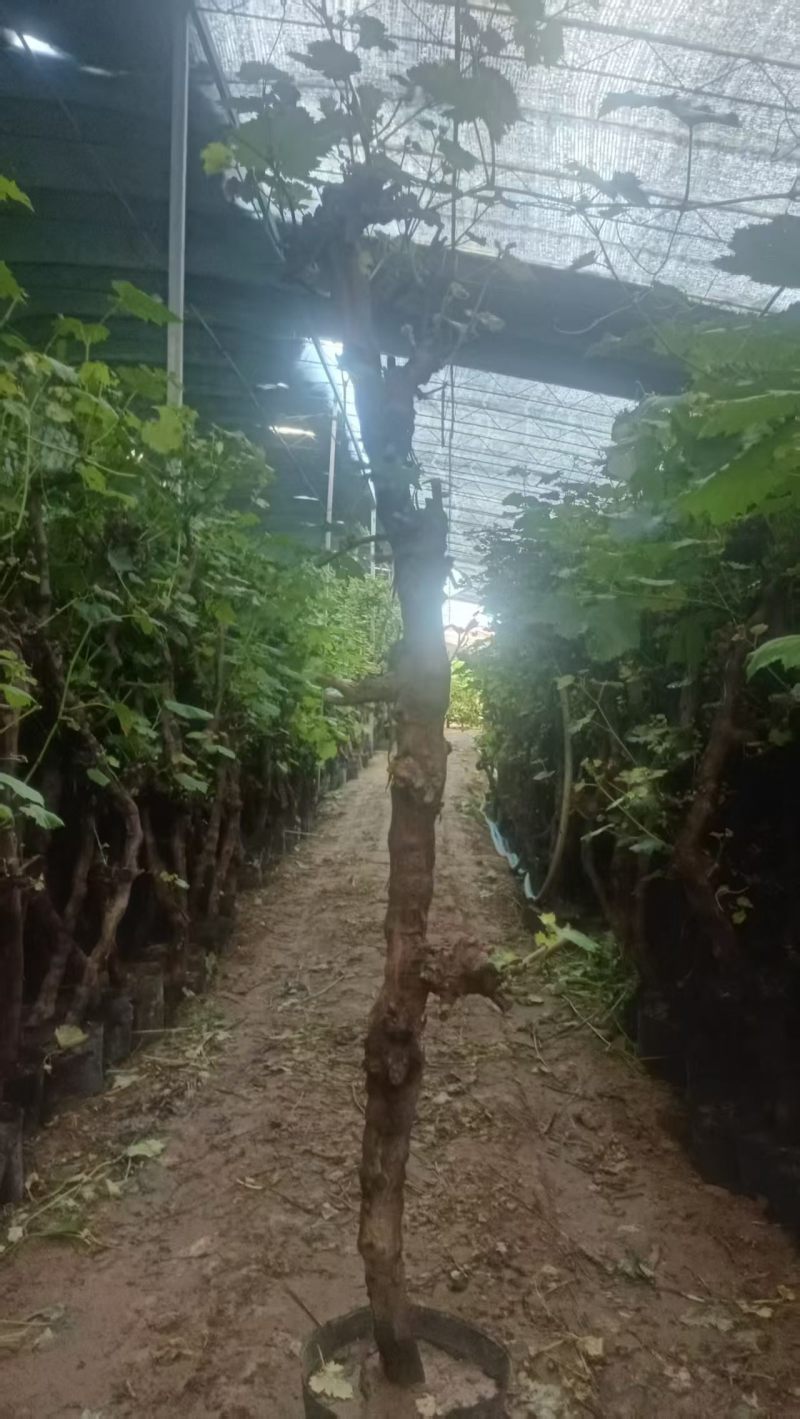 盆栽葡萄树