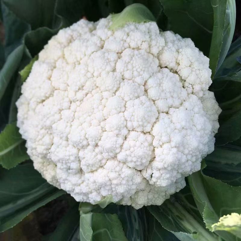 明星55天青梗花菜种子夏季播松花菜种籽早熟高产耐热抗病抗