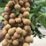 储良龙眼