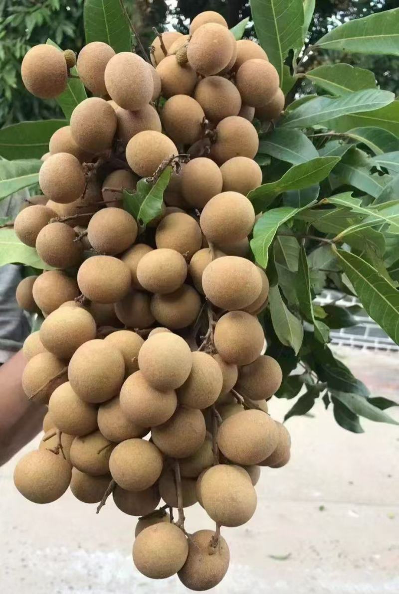 储良龙眼