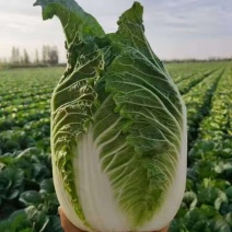 宁夏沙地大白菜