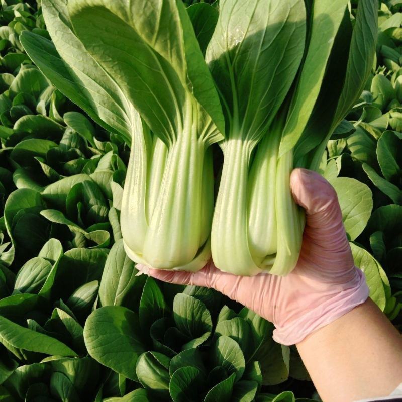 抗热605青菜种子耐热耐涝青抗病蔬菜种籽