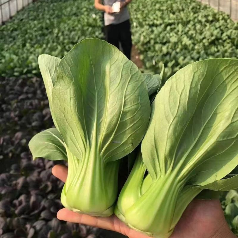 抗热605青菜种子耐热耐涝青抗病蔬菜种籽