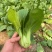 抗热605青菜种子耐热耐涝青抗病蔬菜种籽